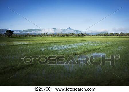 Stock Image - Rice fields; Timor-Leste. Fotosearch