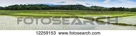 Rice fields; Timor-Leste View Large Photo Image Stock Image - Rice fields; Timor-Leste. Fotosearch