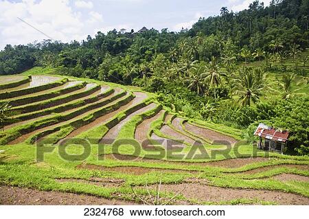 Rice Paddies And Terraces, Bali, Indonesia View Large Photo Image Stock Photo - Rice Paddies And Terraces, Bali, Indonesia. Fotosearch
