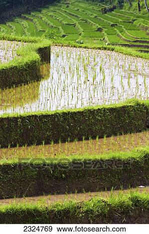Stock Photo - Rice Paddies And Terraces, Bali, Indonesia. Fotosearch