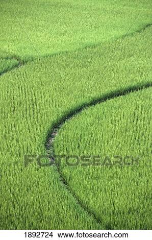 Picture - Rice Paddy Field. Fotosearch