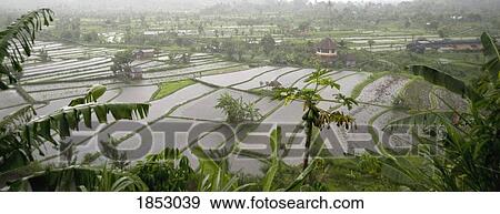 Rice Terrace, Bali, Indonesia View Large Photo Image Stock Photo - Rice Terrace, Bali, Indonesia. Fotosearch