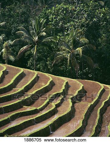 Rice Terraces And Palm Trees, Close Up View Large Photo Image Stock Photography - Rice Terraces And Palm Trees, Close Up. Fotosearch