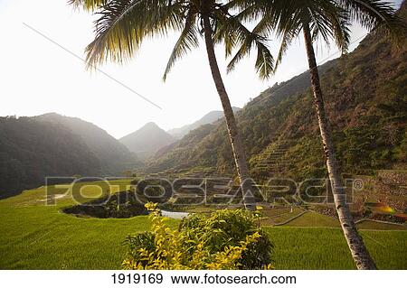 Stock Photo - Rice Terraces; Bangaan, North Luzon, Philippines. Fotosearch