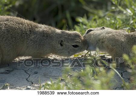 Richardson's Ground Squirrels (Spermophilus Richardsonii), Calgary, Alberta, Canada View Large Photo Image Stock Photo - Richardson's Ground Squirrels (Spermophilus Richardsonii), Calgary, Alberta, Canada. Fotosearch