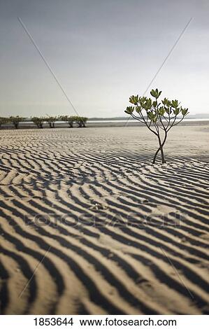 Ridges In The Sand Of Desert; Acupe, Brazil View Large Photo Image Picture - Ridges In The Sand Of Desert; Acupe, Brazil. Fotosearch