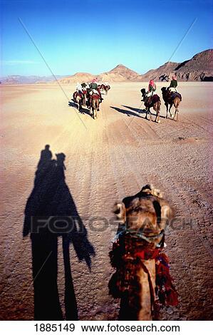 Riding Camels View Large Photo Image Stock Photo - Riding Camels. Fotosearch