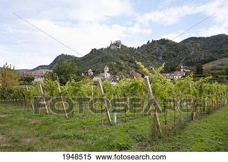 Riesling grape vines, Duernstein in Wachau, Lower Austria, Austria View Large Photo Image Stock Photography - Riesling grape vines, Duernstein in Wachau, Lower Austria, Austria. Fotosearch