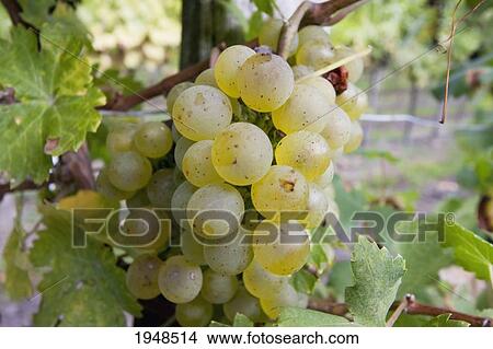 Picture - Riesling grapes, Duernstein in Wachau, Lower Austria, Austria. Fotosearch