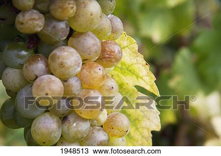 Stock Image - Riesling grapes, Duernstein in Wachau, Lower Austria, Austria. Fotosearch