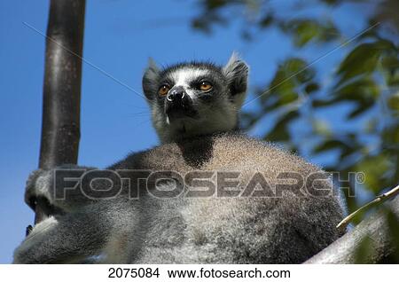 Picture - Ring Tailed Lemur (Lemur Catta) Biting His Tail, Isalo National Park, Fianarantsoa Province, Madagascar. Fotosearch