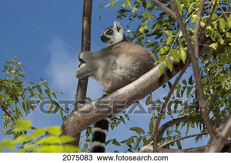 Ring Tailed Lemur (Lemur Catta) Biting His Tail, Isalo National Park, Fianarantsoa Province, Madagascar View Large Photo Image Stock Image - Ring Tailed Lemur (Lemur Catta) Biting His Tail, Isalo National Park, Fianarantsoa Province, Madagascar. Fotosearch