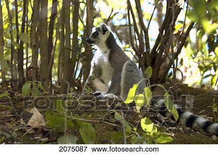 Ring Tailed Lemur (Lemur Catta) Family, Isalo National Park, Fianarantsoa Province, Madagascar View Large Photo Image Stock Photo - Ring Tailed Lemur (Lemur Catta) Family, Isalo National Park, Fianarantsoa Province, Madagascar. Fotosearch