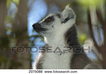 Stock Photo - Ring Tailed Lemur (Lemur Catta) Family, Isalo National Park, Fianarantsoa Province, Madagascar. Fotosearch