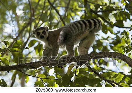 Ring Tailed Lemur (Lemur Catta), Isalo National Park, Fianarantsoa Province, Madagascar View Large Photo Image Stock Image - Ring Tailed Lemur (Lemur Catta), Isalo National Park, Fianarantsoa Province, Madagascar. Fotosearch