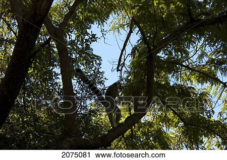 Stock Image - Ring Tailed Lemur (Lemur Catta), Isalo National Park, Fianarantsoa Province, Madagascar. Fotosearch