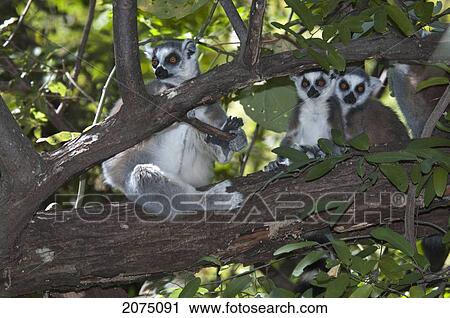 Stock Image - Ring Tailed Lemur (Lemur Catta), Isalo National Park, Fianarantsoa Province, Madagascar. Fotosearch