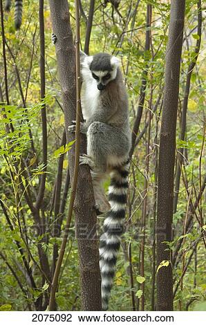 Stock Image - Ring Tailed Lemur (Lemur Catta), Isalo National Park, Fianarantsoa Province, Madagascar. Fotosearch