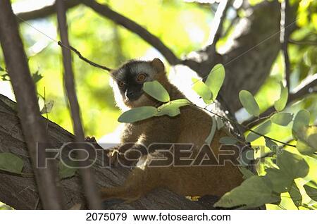 Stock Photo - Ring Tailed Lemur (Lemur Catta), Isalo National Park, Fianarantsoa Province, Madagascar. Fotosearch