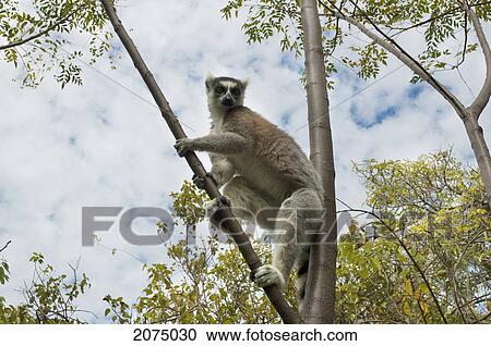 Stock Image - Ring Tailed Lemur (Lemur Catta), Fianarantsoa Province, Madagascar. Fotosearch