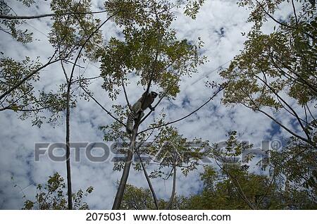 Ring Tailed Lemur (Lemur Catta), Fianarantsoa Province, Madagascar View Large Photo Image Stock Image - Ring Tailed Lemur (Lemur Catta), Fianarantsoa Province, Madagascar. Fotosearch