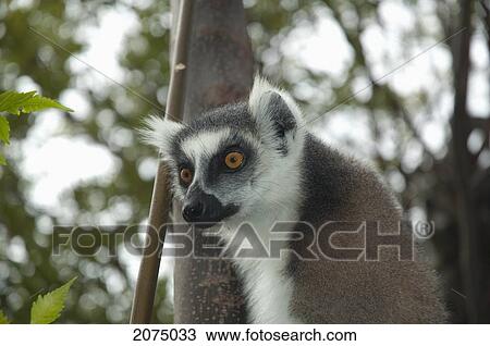 Ring Tailed Lemur (Lemur Catta), Fianarantsoa Province, Madagascar View Large Photo Image Stock Image - Ring Tailed Lemur (Lemur Catta), Fianarantsoa Province, Madagascar. Fotosearch