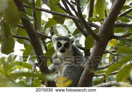 Ring Tailed Lemur (Lemur Catta), Fianarantsoa Province, Madagascar View Large Photo Image Stock Photography - Ring Tailed Lemur (Lemur Catta), Fianarantsoa Province, Madagascar. Fotosearch