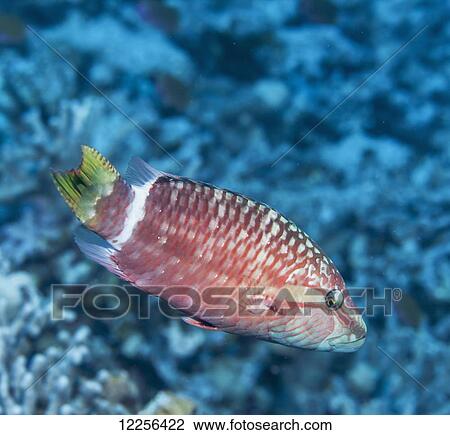 Ringtail Wrasse (Oxycheilinus unifasciatus), near Kona; Island of Hawaii, Hawaii, United States of America View Large Photo Image Stock Image - Ringtail Wrasse (Oxycheilinus unifasciatus), near Kona; Island of Hawaii, Hawaii, United States of America. Fotosearch