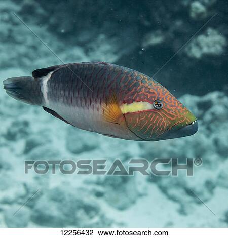 Stock Image - Ringtail Wrasse (Oxycheilinus unifasciatus), near Kona; Island of Hawaii, Hawaii, United States of America. Fotosearch