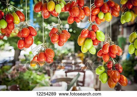 Ripe and unripe tomatoes hanging; Lasithi Plateau, Crete, Greece View Large Photo Image Stock Photo - Ripe and unripe tomatoes hanging; Lasithi Plateau, Crete, Greece. Fotosearch