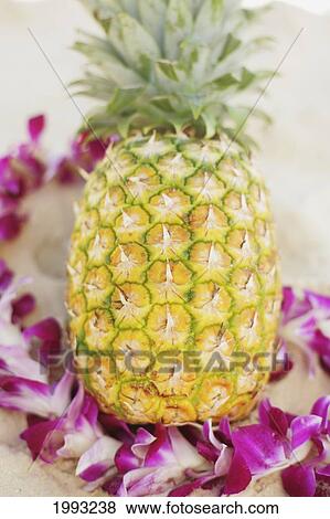 Stock Photo - Ripe Pineapple Laying In Sand, Orchid Lei Around It.. Fotosearch