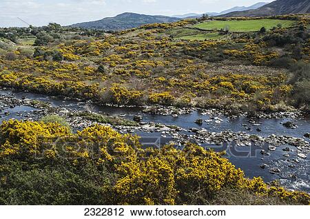 River Behy with MacGillycuddy's Reeks in background; Iveragh Peninsula, County Kerry, Ireland, UK View Large Photo Image Stock Image - River Behy with MacGillycuddy's Reeks in background; Iveragh Peninsula, County Kerry, Ireland, UK. Fotosearch