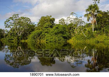 Stock Image - River Shore Reflecting In Water; Peru. Fotosearch