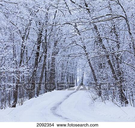 Picture - Road Across Snow-Covered Forest; Saint-Adrien-D'irlande Quebec Canada. Fotosearch