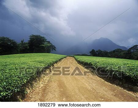 Road In Lujeri Tea Estate With Approaching Storm Beneath Mt. Mulanje View Large Photo Image Stock Photo - Road In Lujeri Tea Estate With Approaching Storm Beneath Mt. Mulanje. Fotosearch