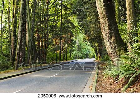 Stock Photograph - Road In Stanley Park, Vancouver, British Columbia. Fotosearch