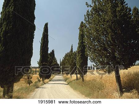 Road Through Cypress Trees á View Large Photo Image Stock Image - Road Through Cypress Trees á. Fotosearch