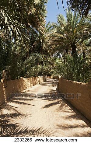 Stock Photograph - Road Through Old Date Palm Oasis; Al Ain, Abu Dhabi, United Arab Emirates. Fotosearch