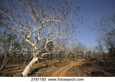 Road traveled on a jeep safari, Pench National Park; Madhya Pradesh, India View Large Photo Image Stock Image - Road traveled on a jeep safari, Pench National Park; Madhya Pradesh, India. Fotosearch
