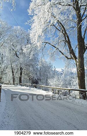 Road With Trees And Snow Near Fussen, Bavaria, Germany. View Large Photo Image Stock Photo - Road With Trees And Snow Near Fussen, Bavaria, Germany.. Fotosearch