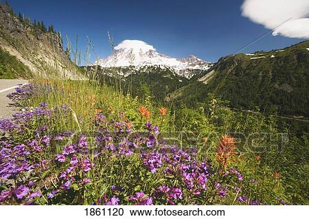Stock Image - Roadside Wildflowers And Snow-Capped Mountain. Fotosearch