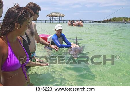 Roatan, Bay Islands, Honduras; A Trainer Working With A Bottlenose Dolphin (Tursiops Truncatus) With Tourists Watching At Anthony's Key Resort View Large Photo Image Stock Image - Roatan, Bay Islands, Honduras; A Trainer Working With A Bottlenose Dolphin (Tursiops Truncatus) With Tourists Watching At Anthony's Key Resort. Fotosearch