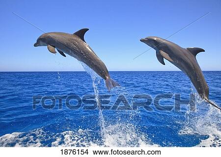 Picture - Roatan, Bay Islands, Honduras; Bottlenose Dolphins (Tursiops Truncatus) Jumping In The Caribbean Sea. Fotosearch