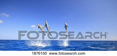 Stock Image - Roatan, Bay Islands, Honduras; Bottlenose Dolphins (Tursiops Truncatus) Jumping In The Caribbean Sea. Fotosearch