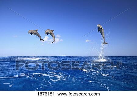 Stock Image - Roatan, Bay Islands, Honduras; Bottlenose Dolphins (Tursiops Truncatus) Jumping In The Caribbean Sea. Fotosearch