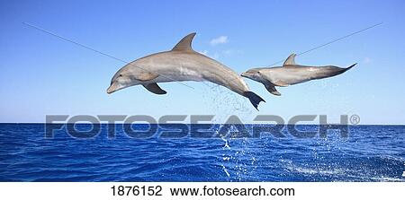 Stock Image - Roatan, Bay Islands, Honduras; Bottlenose Dolphins (Tursiops Truncatus) Jumping In The Caribbean Sea. Fotosearch