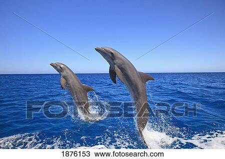 Stock Image - Roatan, Bay Islands, Honduras; Bottlenose Dolphins (Tursiops Truncatus) Jumping In The Caribbean Sea. Fotosearch