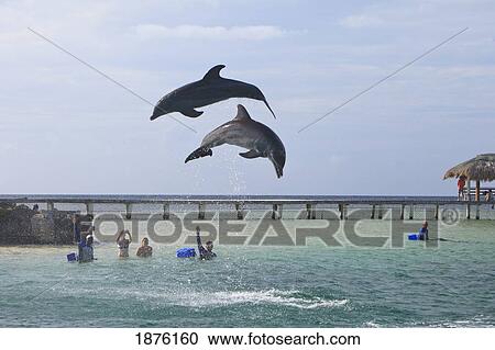 Stock Image - Roatan, Bay Islands, Honduras; Bottlenose Dolphins (Tursiops Truncatus) Jumping In The Caribbean Sea. Fotosearch
