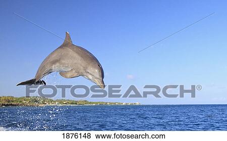 Stock Photo - Roatan, Bay Islands, Honduras; Bottlenose Dolphin (Tursiops Truncatus) Jumping In The Caribbean Sea. Fotosearch