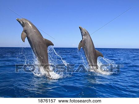 Stock Photo - Roatan, Bay Islands, Honduras; Bottlenose Dolphins (Tursiops Truncatus) Jumping In The Caribbean Sea. Fotosearch